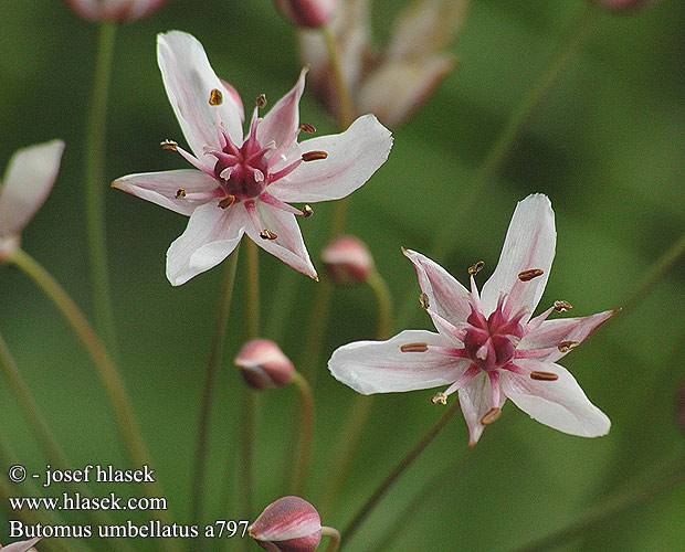 Butomus umbellatus Flowering Rush Sarjarimpi Schwanenblume