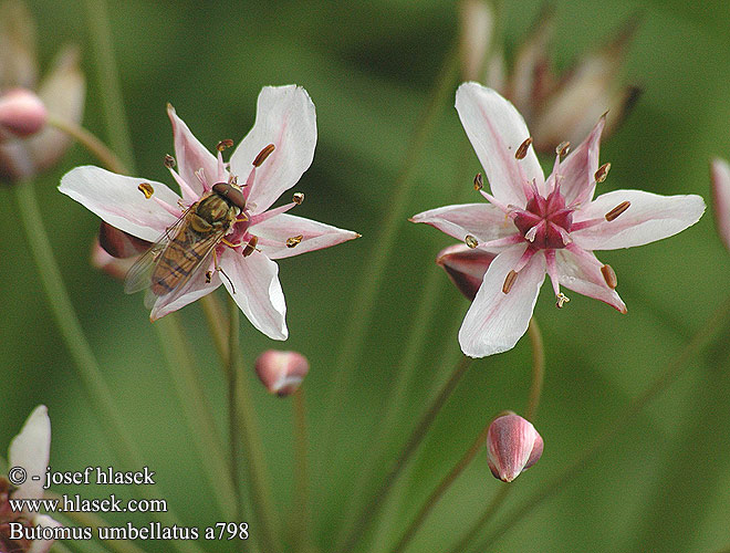 Butomus umbellatus šmel okoličnatý Blomvass