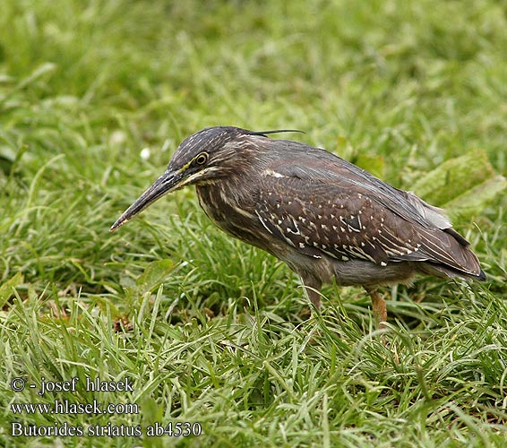 Butorides striatus Green-backed Striated Heron Mangrovehejre