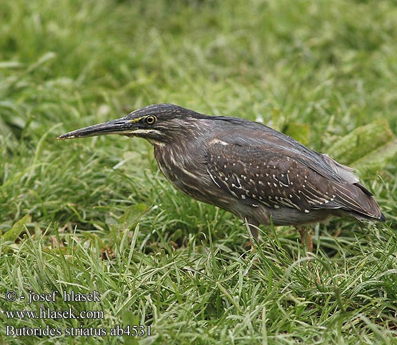 Kyyryhaikara Héron strié Mangrove reiger Airone striato