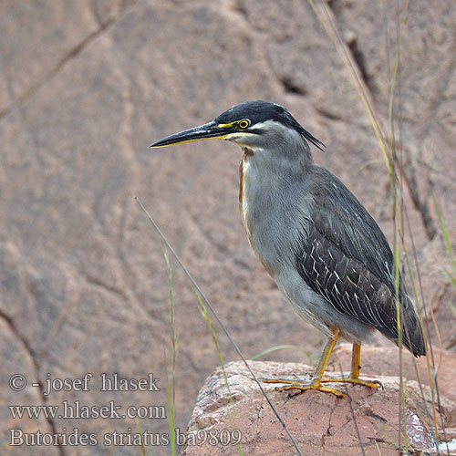 Butorides striatus ba9809