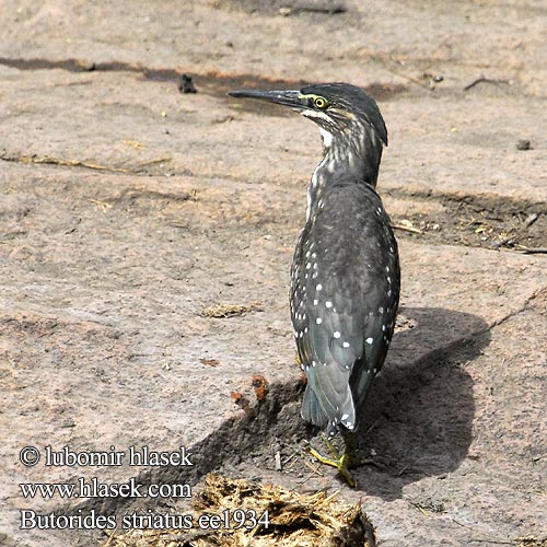 Green-backed Striated Heron Mangrovehejre Kyyryhaikara