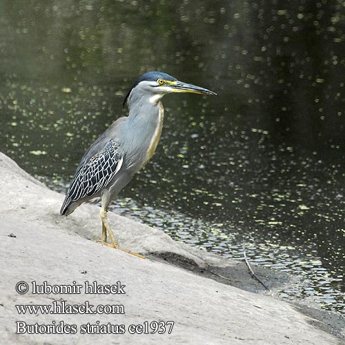 Héron strié Mangrove reiger Airone striato