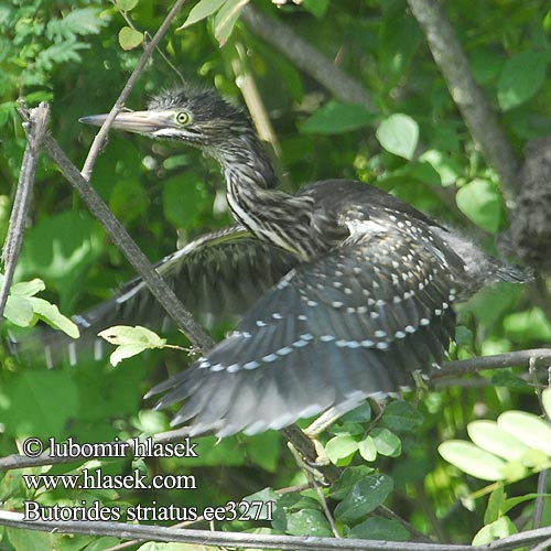 Mangrove reiger Airone striato Mangrovenreiher Czapla zielonawa