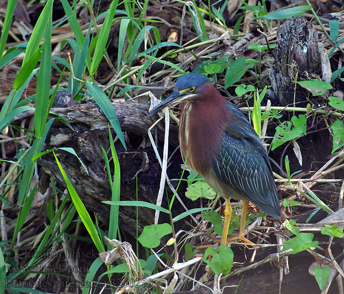 Butorides virescens 美洲绿鹭 Volavka zelenavá