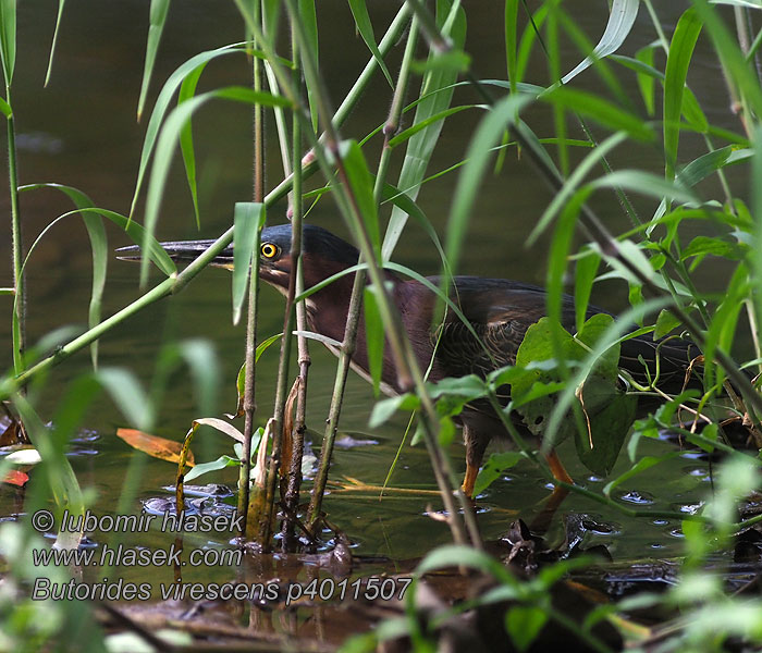 Grünreiher Krabbehejre Green Heron Garcilla Verde