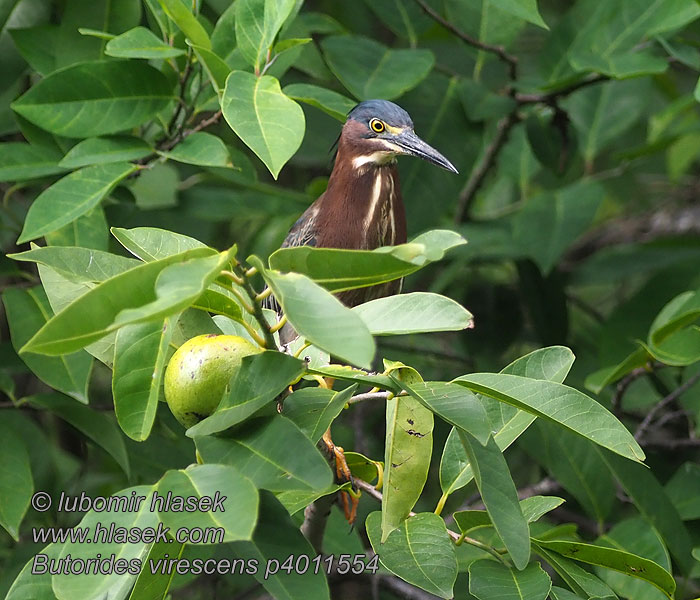 アメリカササゴイ Groene Reiger Grønnrygghegre Czapla zielona Socó-mirím