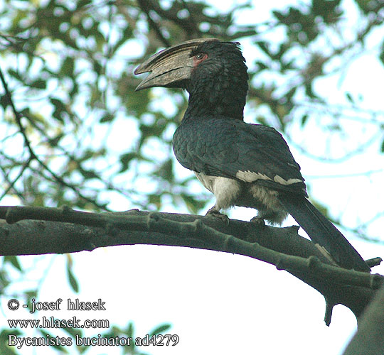 Bycanistes bucinator trumpeter hornbill Silvery-cheeked