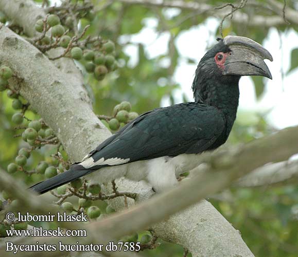 Bycanistes bucinator trumpeter hornbill Silvery-cheeked Hornbill