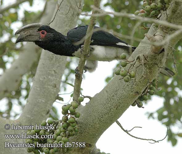 Trompeterhornvogel Trompeter-Hornvogel Zoborožec křiklavý