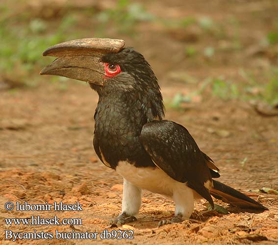 Trumpeter hornbill Trompetérhornfugl Calao trompette