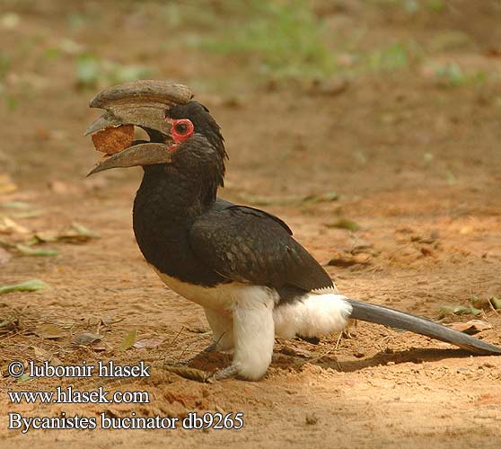 Trompetneushoornvogel Bucero Trombettiere Trompeterhornvogel