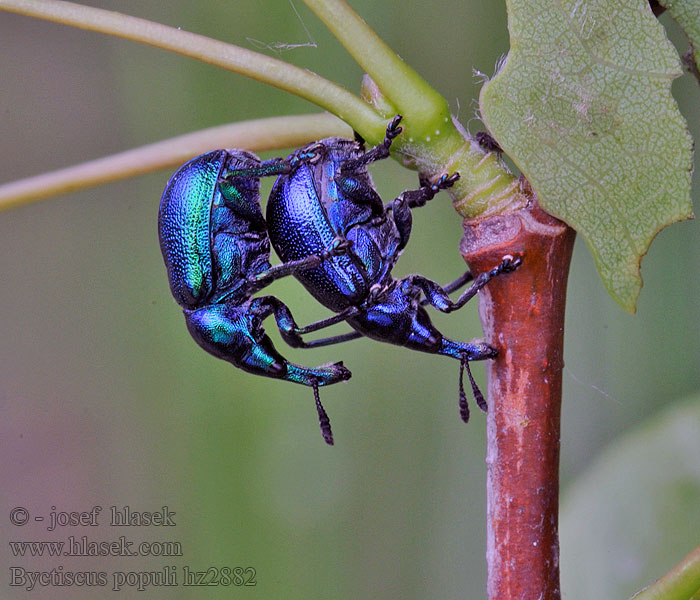 Byctiscus populi Zobonoska topolová Nosánik topoľový Poplar leaf-rolling weevil