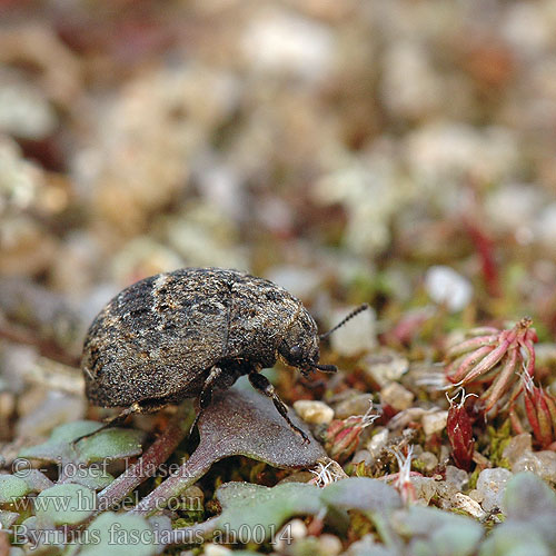 Byrrhus fasciatus ah0014