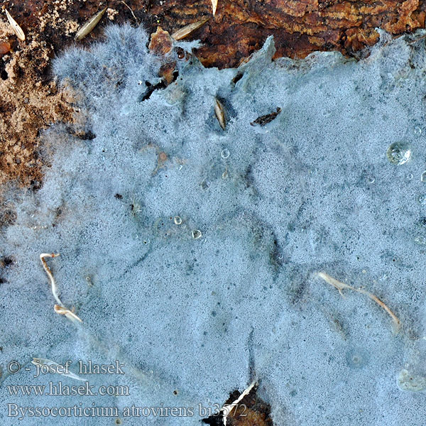 Byssocorticium atrovirens Grünschwarzer Filzrindenpilz