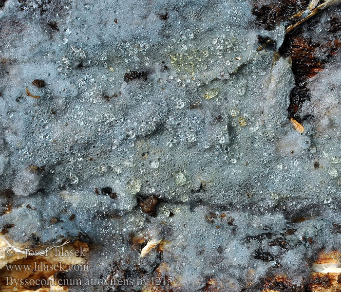 Byssocorticium atrovirens Blå førnehinde Groenblauw vliesje