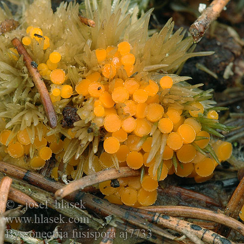 Byssonectria fusispora Humaria aggregata Inermisia