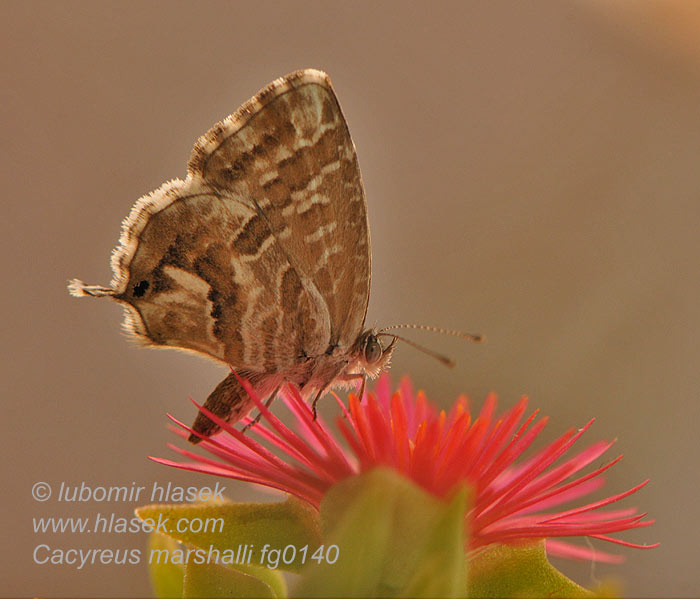 Cacyreus marshalli Modrásek muškátový Pelargonien-Bläuling