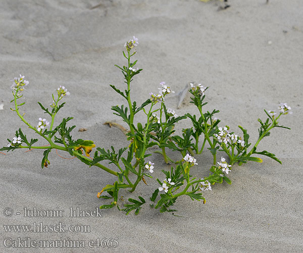 Cakile maritima European searocket Sea rocket Strandsennep