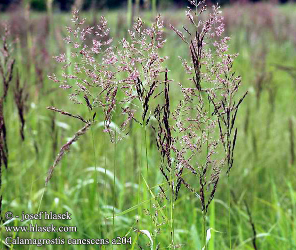 Calamagrostis canescens Purple Small-reed Eng-Rørhvene Viitakastikka