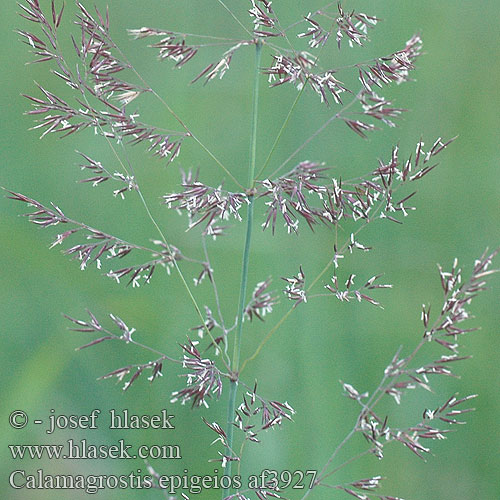 Calamagrostis epigejos epigeios Wood Small-reed Land-Reitgras