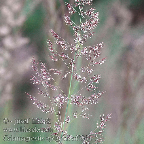 Calamagrostis epigeios třtina křovištní Arundo Epigejos Hietakastikka