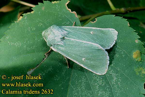 Calamia tridens virens Travařka zelená Grüneule Burren Green