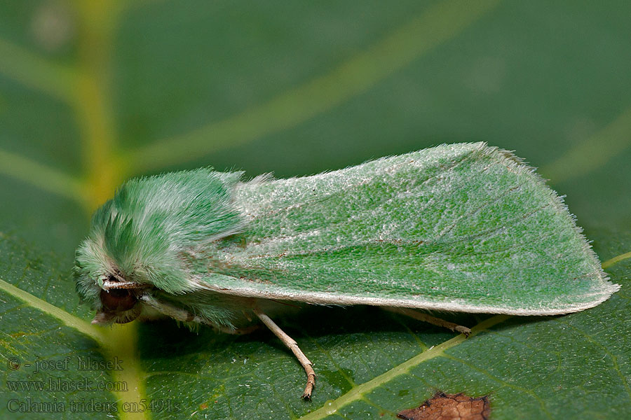 Calamia tridens Groene weide-uil Zöld fűbagoly Viheryökkönen