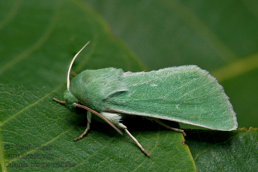 Grüneule Burren Green Calamia virens tridens