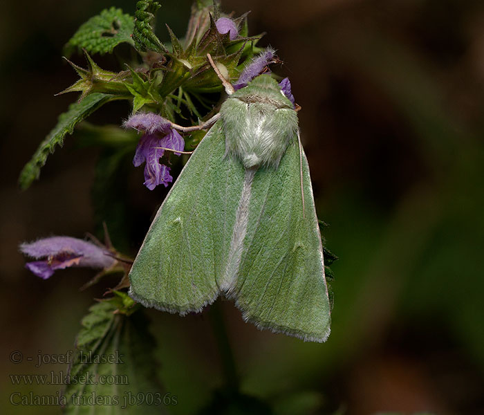 Calamia tridens