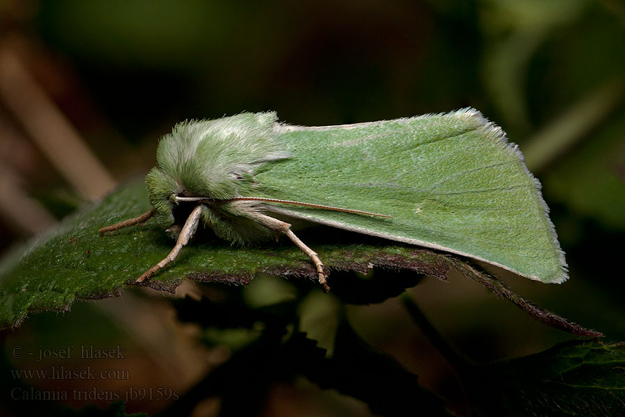 Calamia tridens