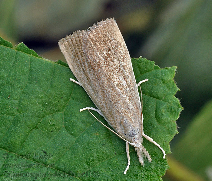 Trávovec pálkový Calamotropha paludella