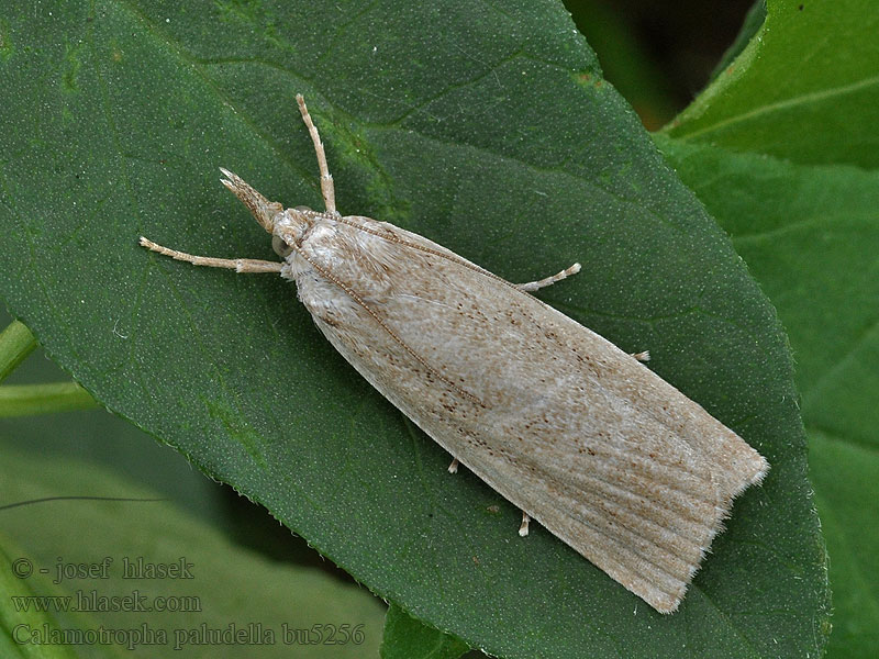 Травянка рогозовая Calamotropha paludella