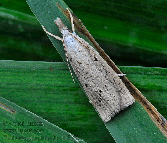 Calamotropha paludella Travařík bělavý Trávovec pálkový