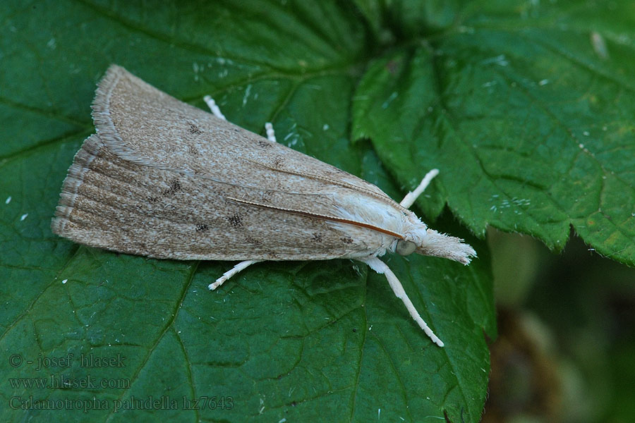 Travařík bělavý Calamotropha paludella