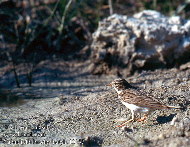 Calandrella brachydactyla Short-toed Lark Kurzzehenlerche