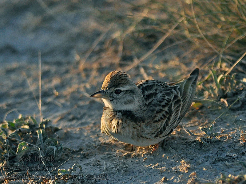 Calandrella brachydactyla