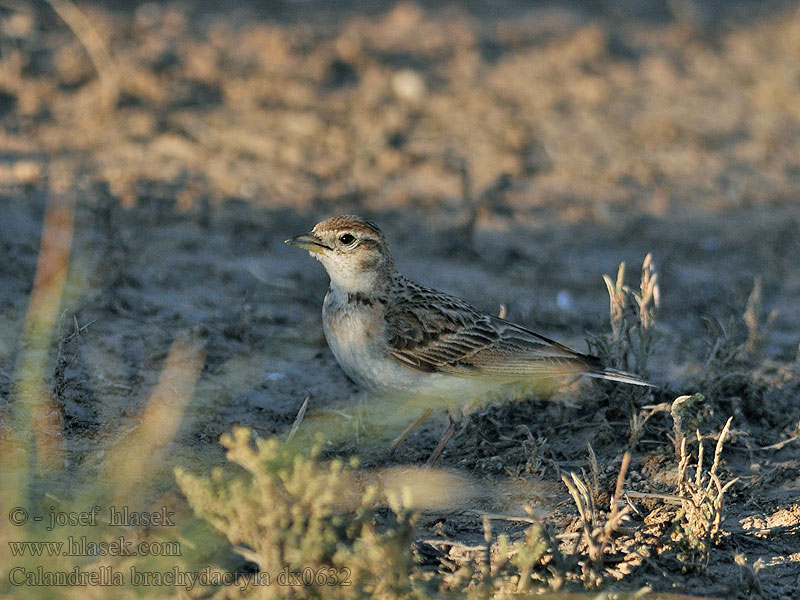 Calandrella brachydactyla