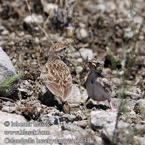 Short-toed Lark Kurzzehenlerche Alouette calandrelle Terrera