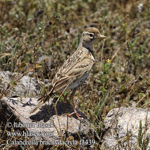 Calandrella brachydactyla f3439