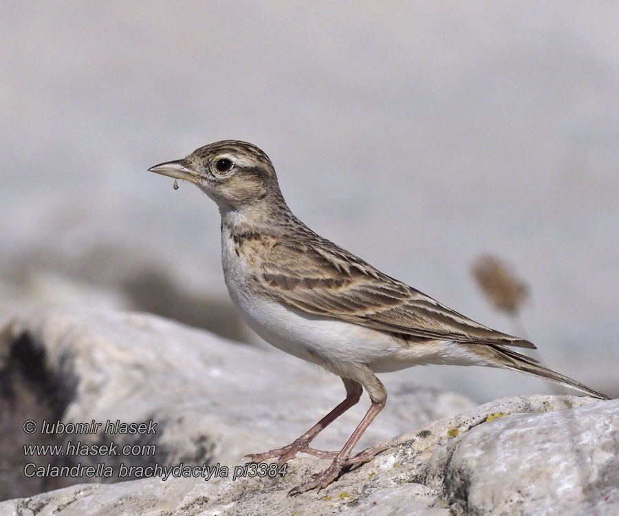 Calandrella brachydactyla