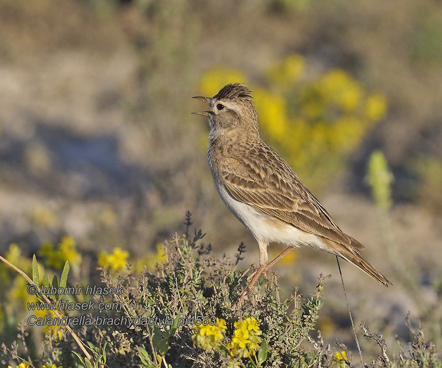 Lyhytvarvaskiuru Dverglerke Calandrella brachydactyla