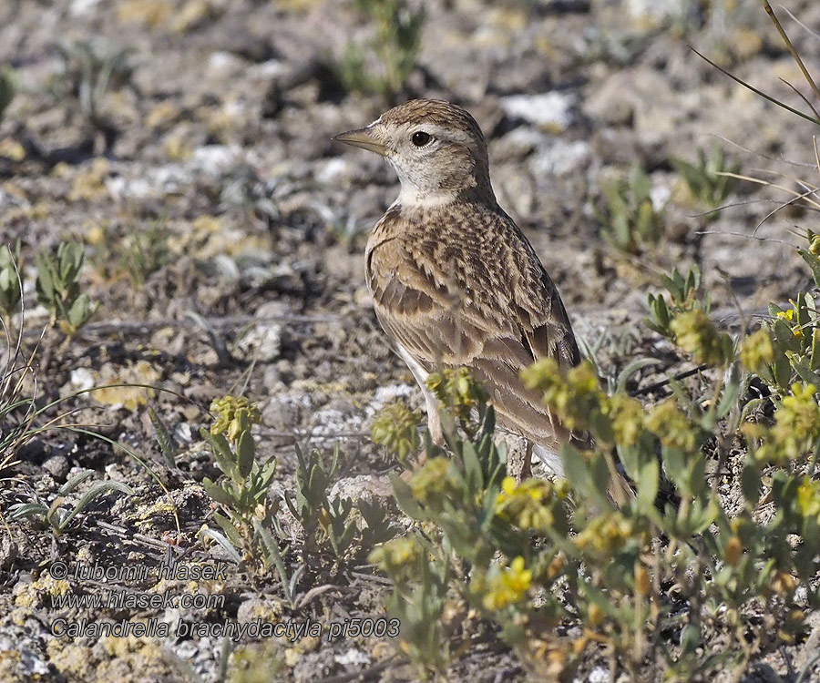 Terrera Común Calandrella brachydactyla