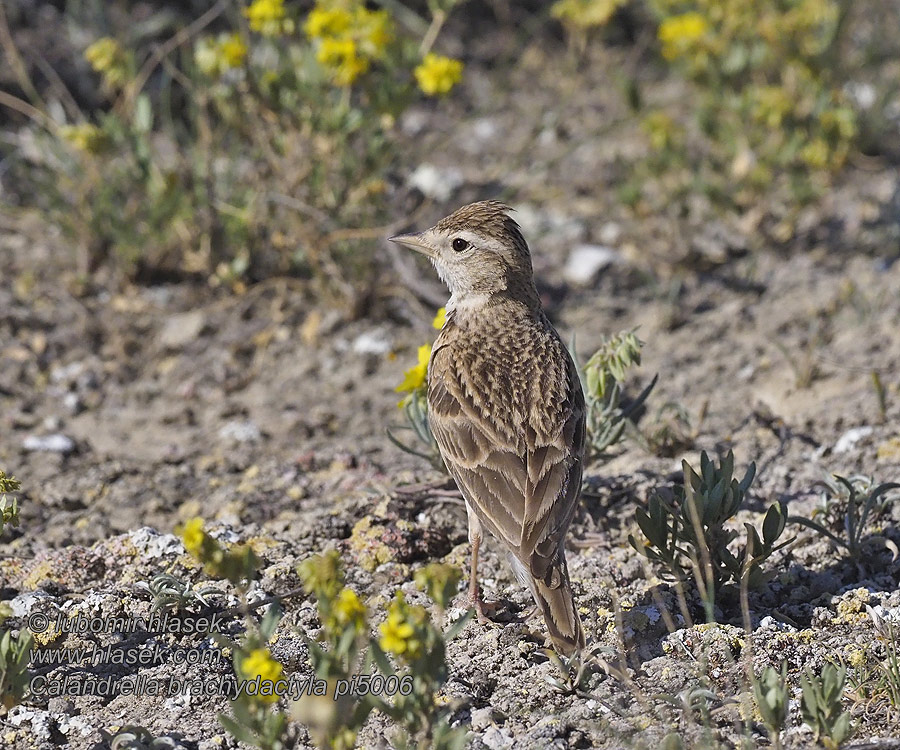 Alouette calandrelle Calandrella brachydactyla