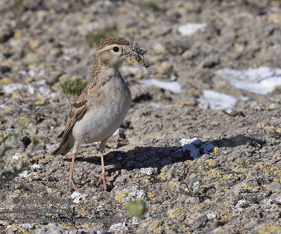 Short-toed Lark Calandrella brachydactyla