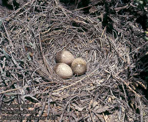 Calandrella rufescens Calandrella rufescens Lark Stummellerche