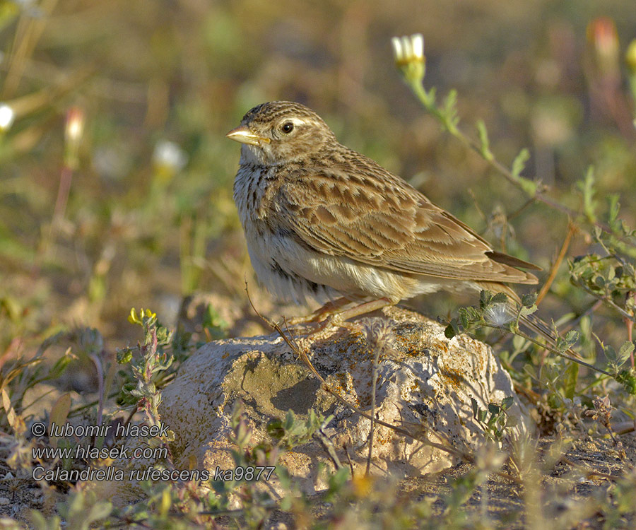 Сірий жайворонок Calandrella rufescens