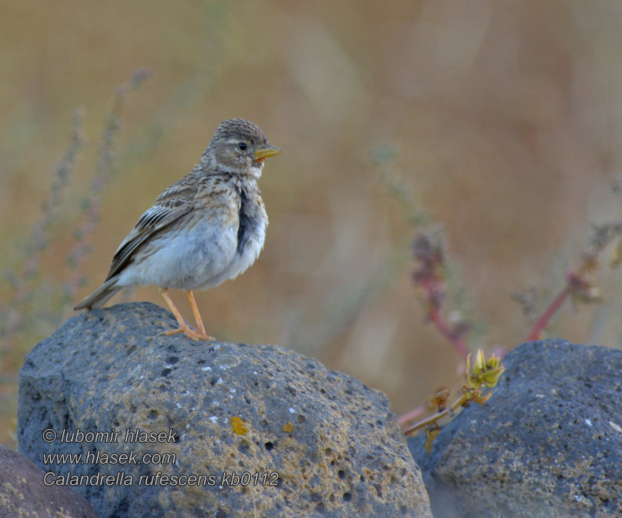 Pispoletta Flekkdverglerke Dvärglärka 小沙百灵 Calandrella rufescens