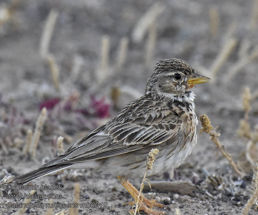 Calandrella rufescens Alaudala Lesser 북방쇠종다리 Calhandrinha-das-marismas Сірий жайворонок