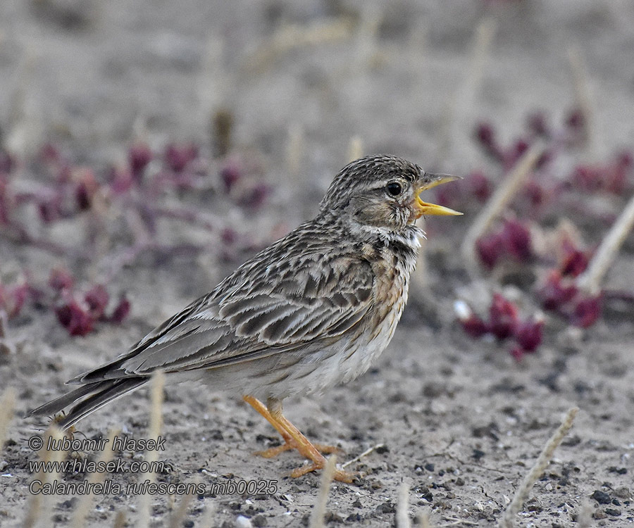 Calandrella rufescens Alaudala 小沙百灵 Серый жаворонок コヒバリ القبرة الصغيرة